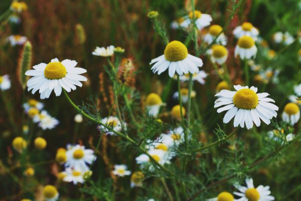 Herbal Highlight - Chamomile