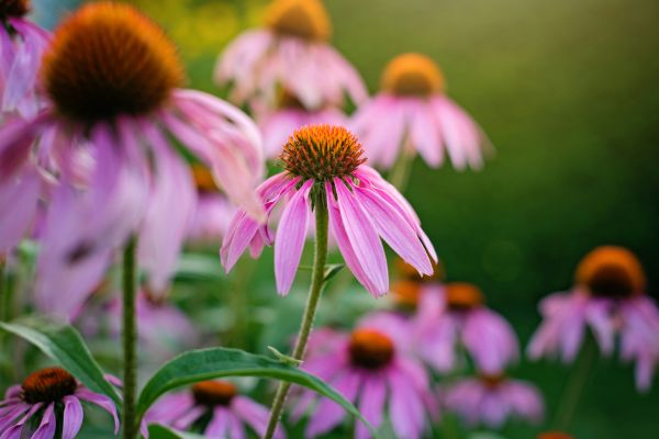 Herbal Highlight- Echinacea
