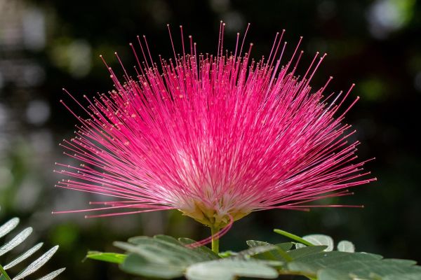 Herbal Highlight- Albizia