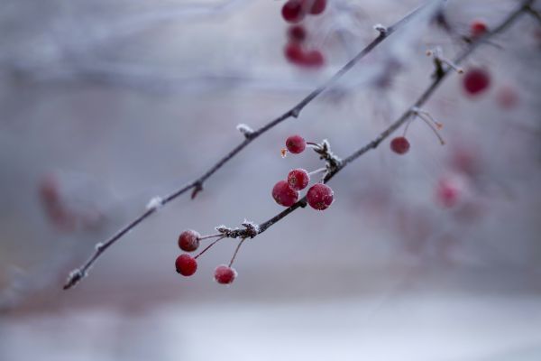 Winter Wellness with Herbs, Nutrition & Rituals