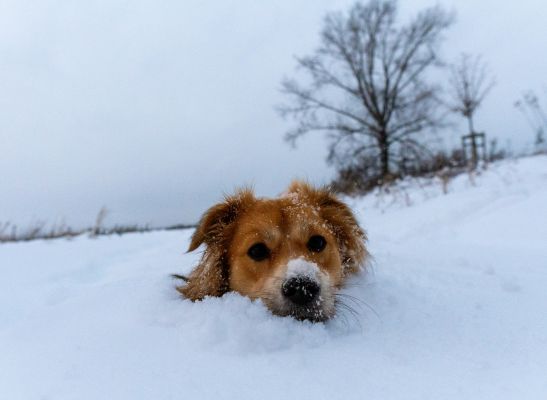 Winter Wellness for Dogs