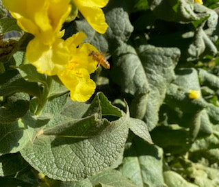 Chesty Cough Herbal Support