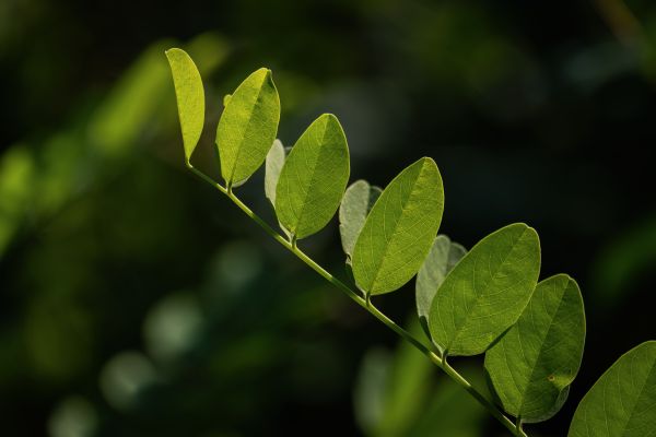 Astragalus for Winter Immune Resilience: Why You Keep Running Out of Steam & How to Build Lasting Immunity
