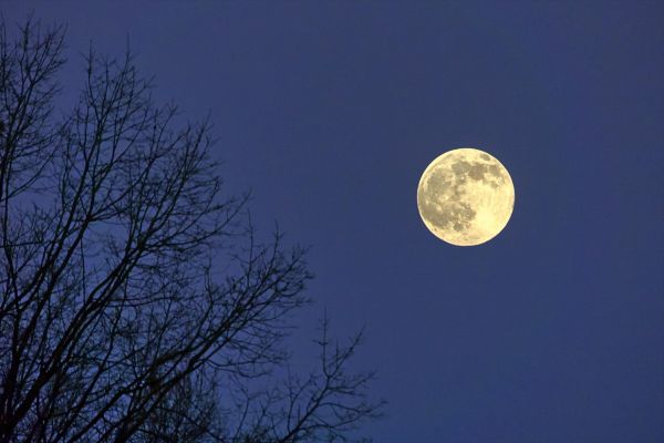 Blue Moon in Sagittarius May 31 2026: Herbal Support & Wisdom for the End of Autumn (Southern Hemisphere)