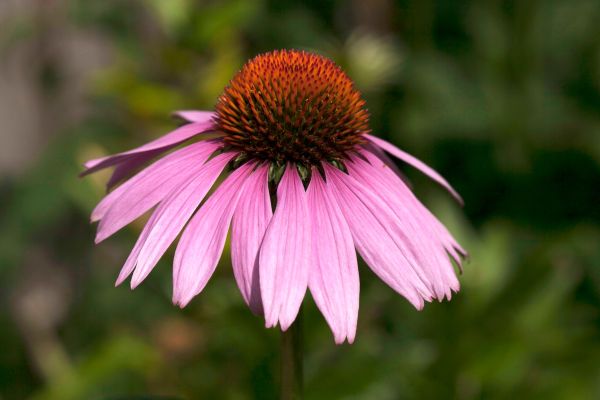 Echinacea for Winter Colds and home remedies