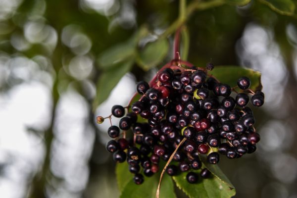 Elderberry for Winter Wellness: Immune Support, Home Remedies & Herbal Tea