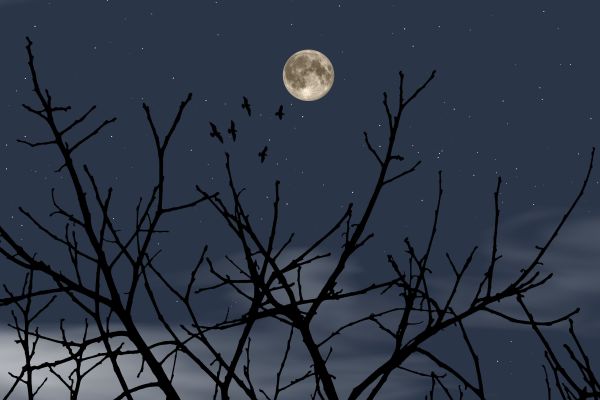 Samhain 2026: क्या है इस प्राचीन सेल्टिक पर्व का इतिहास और धार्मिक महत्व? 5