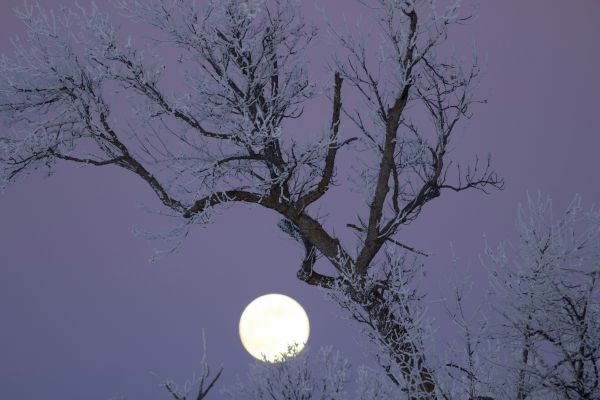 July Full Moon in Aquarius 2026: Winter Rituals, Herbs & Meaning (Southern Hemisphere)