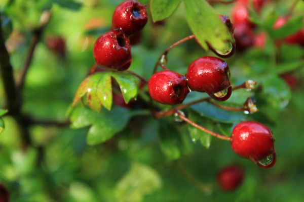 Hawthorn Heart Elixir Recipe