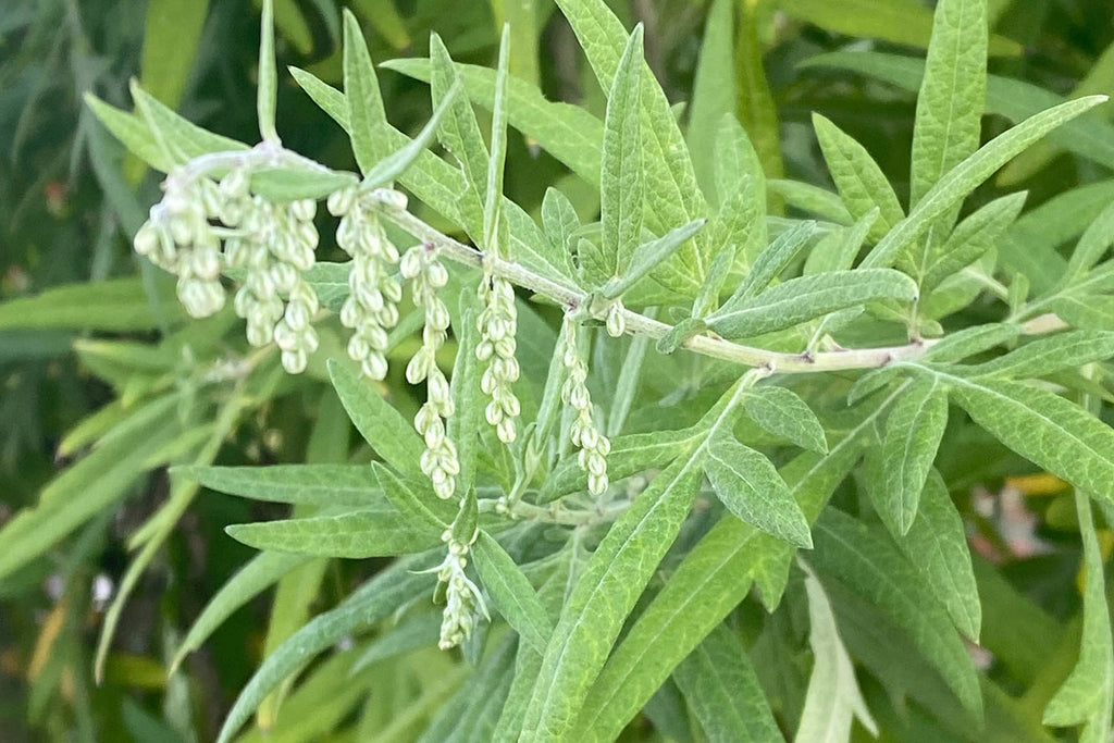 Herbal Highlight- Mugwort