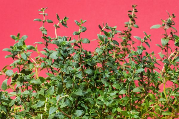 Thyme for Winter Coughs & Respiratory Health: Why It Works & Home Remedies