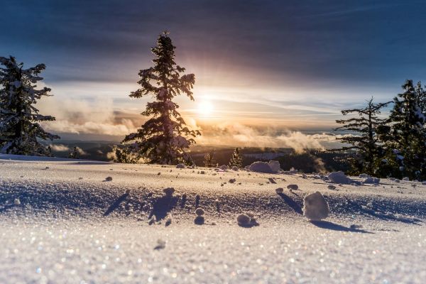 Winter Solstice & Yule | Herbal Wisdom for the Longest Night