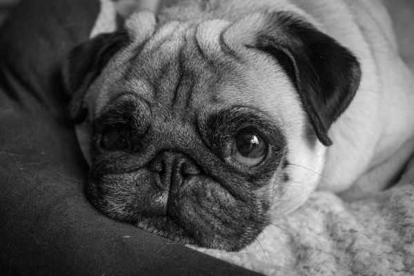 Signs of Yeast Overgrowth in Dogs + Natural Remedies