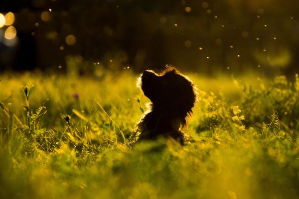 Canine Spring Allergies: Herbal & Nutritional Support for Your Dog