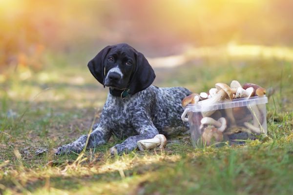 Complete Guide to Medicinal Mushrooms for Dogs (2026)