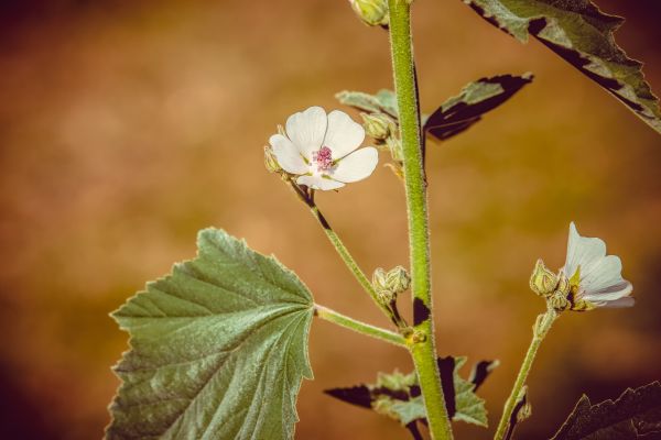 Marshmallow Root for Winter Dryness & Sore Throats: The Soothing Herb Most People Have Never Tried