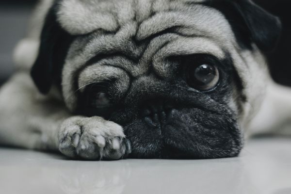 Natural Remedies for Dog Ear Infections | Herbal Support