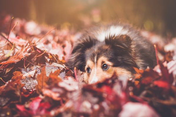 Autumn Wellness for Dogs: Herbal & Nutrition Support Guide