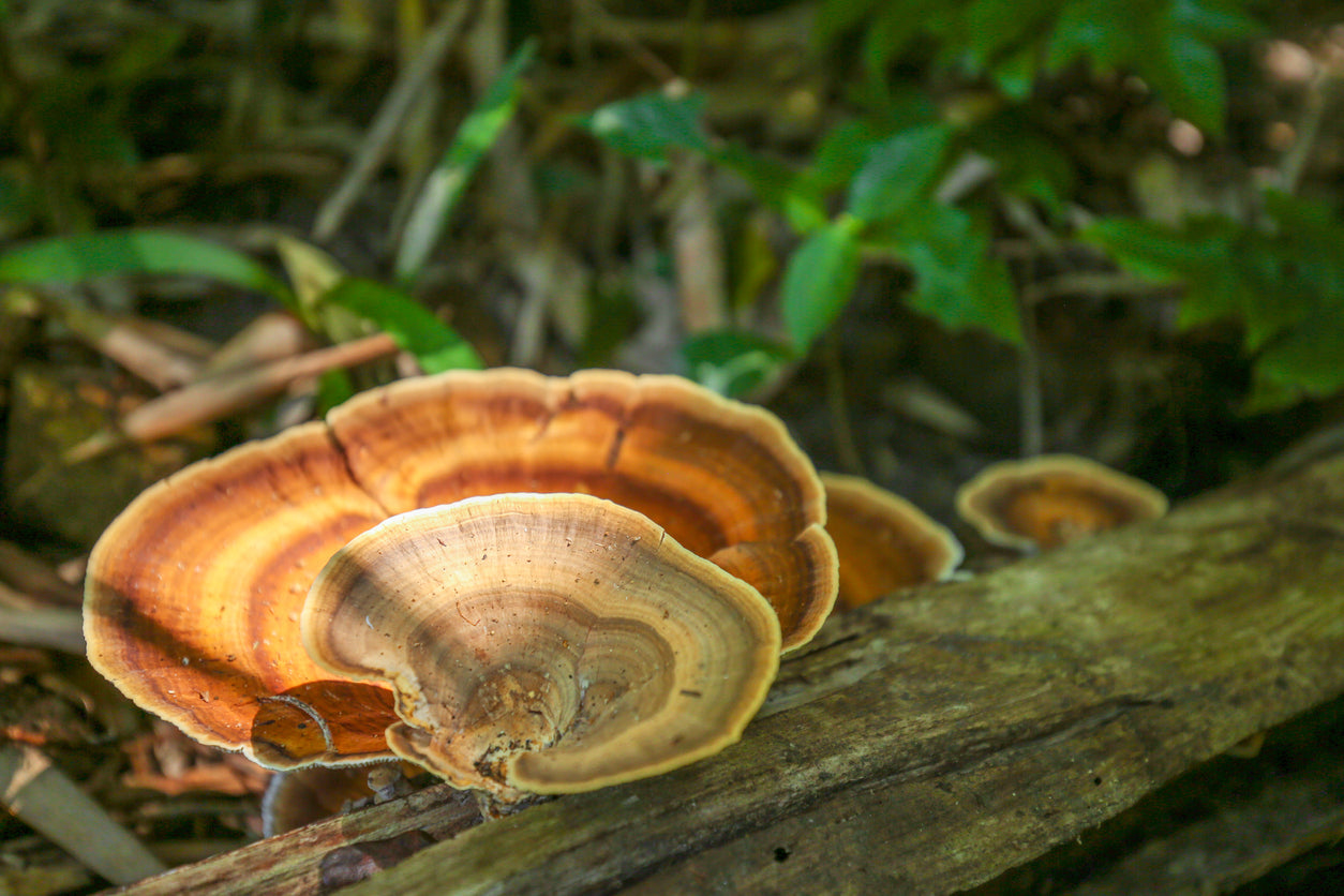 Medicinal Mushroom Blends