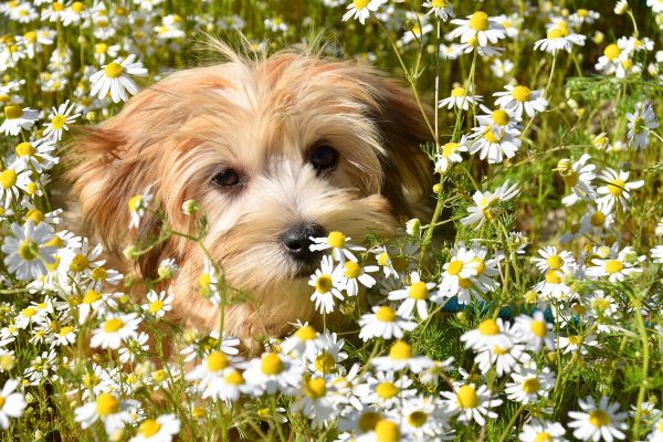 Dog among white flowers with green grass