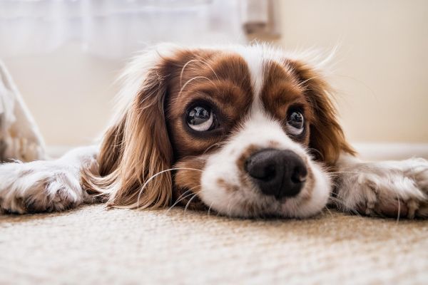Dog lying on a carpeted floor with a neutral background