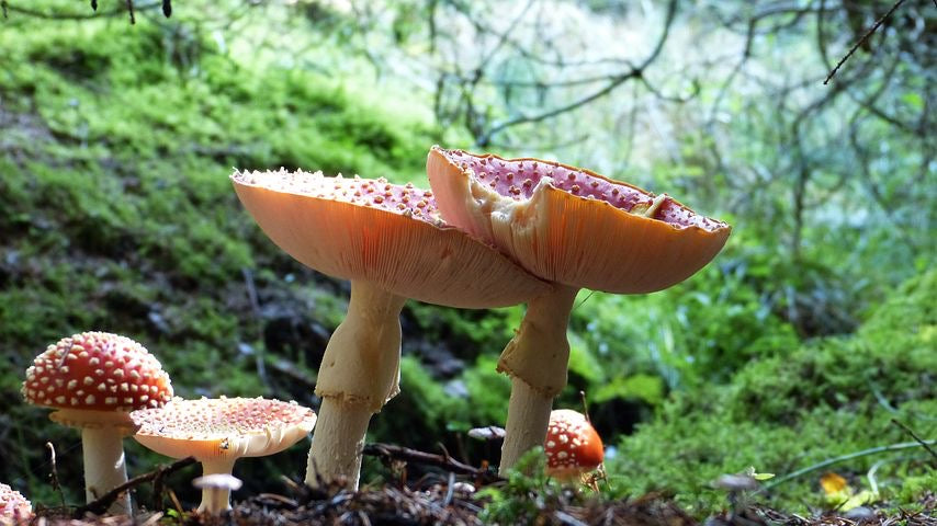 Mushroom Forte (Liquid)