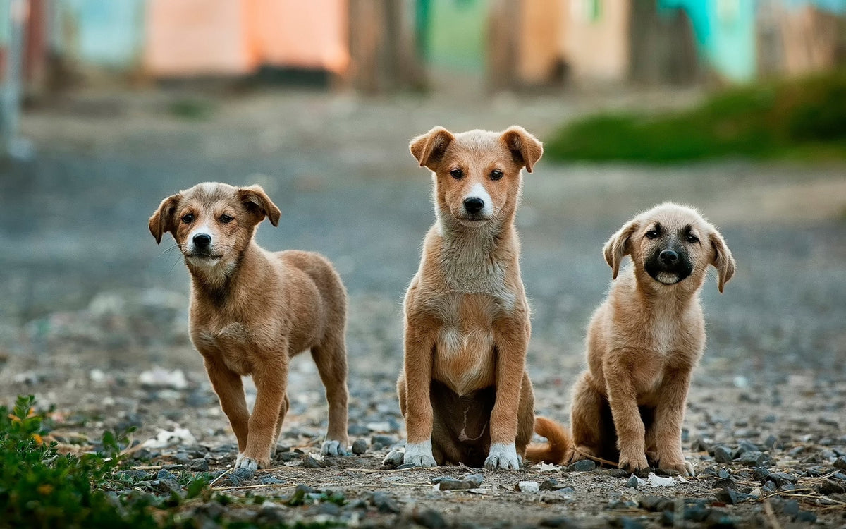 Three ginger puppies with healthy coats and dark sitting on dirt path looking at camera