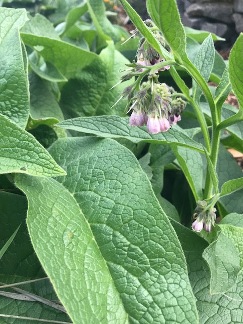 Comfrey Infused Oil