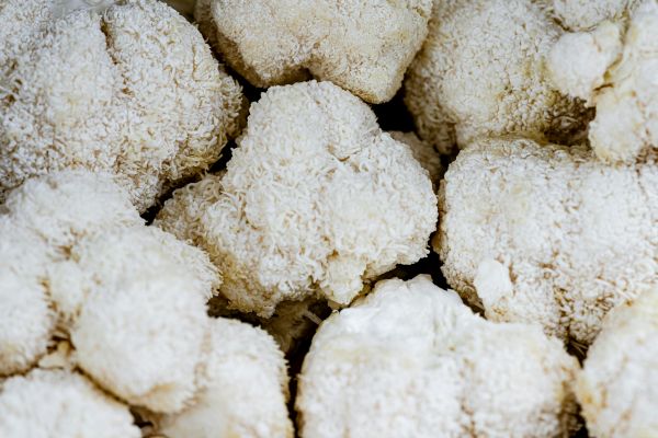 Lions Mane Liquid Extract