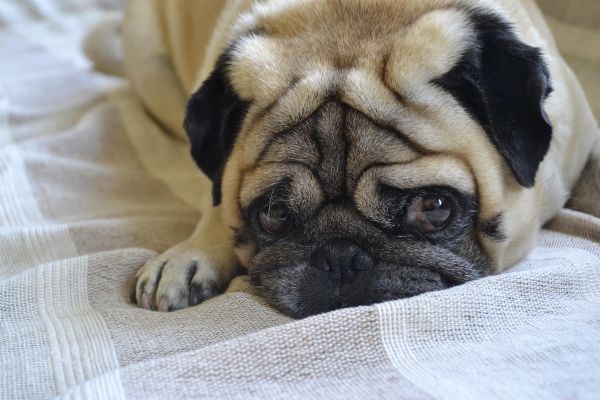 Pug dog lying on a textured blanket